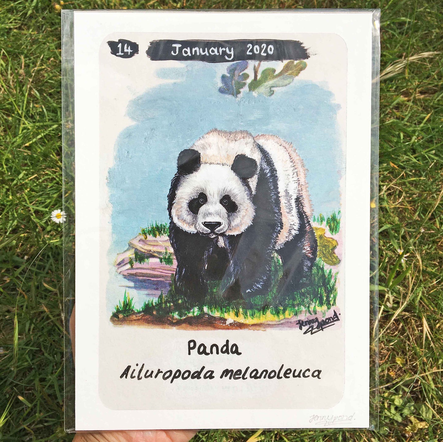 Giant Panda | Art Print art print JPArtwork Jenny Pond