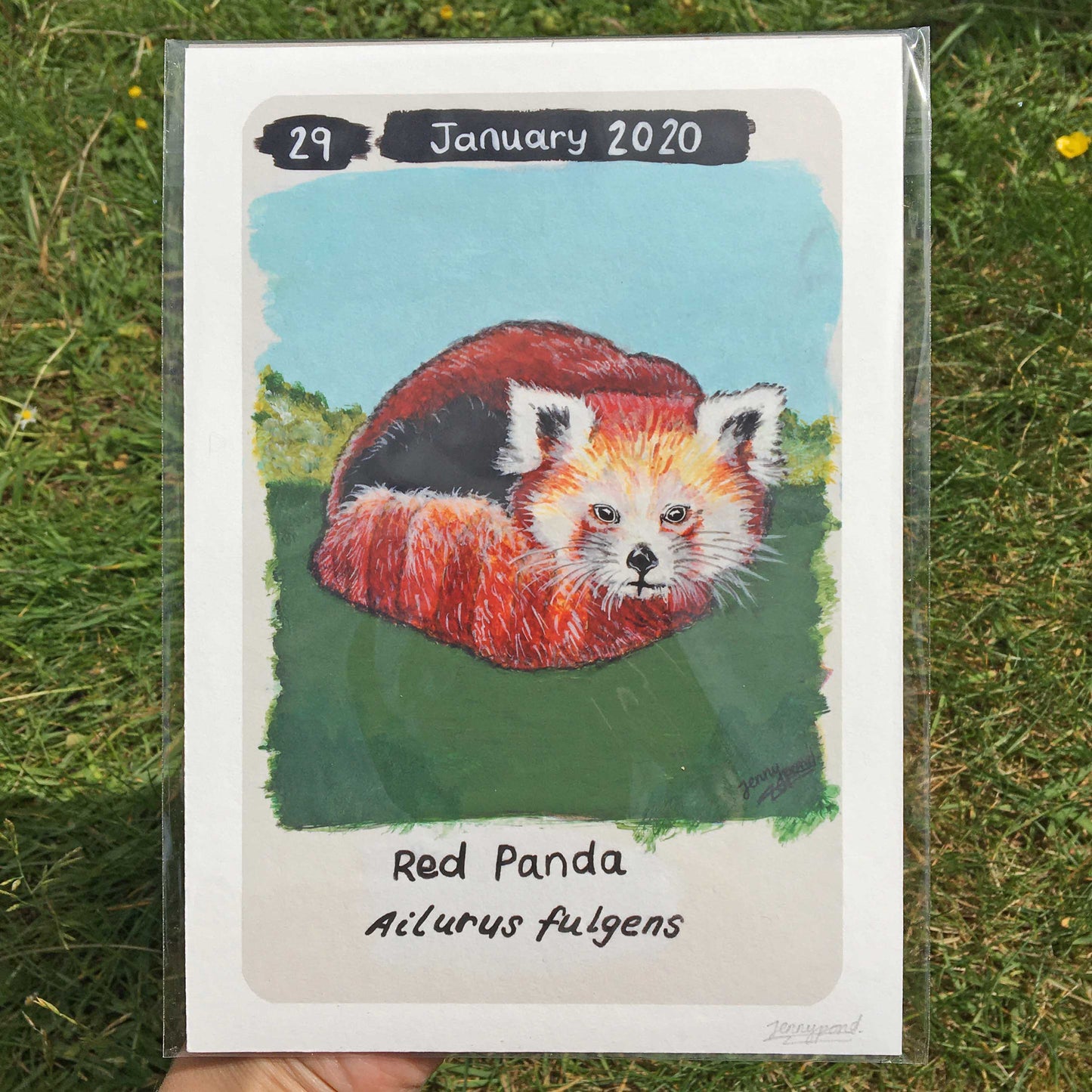 Red Panda | Art Print art print JPArtwork Jenny Pond
