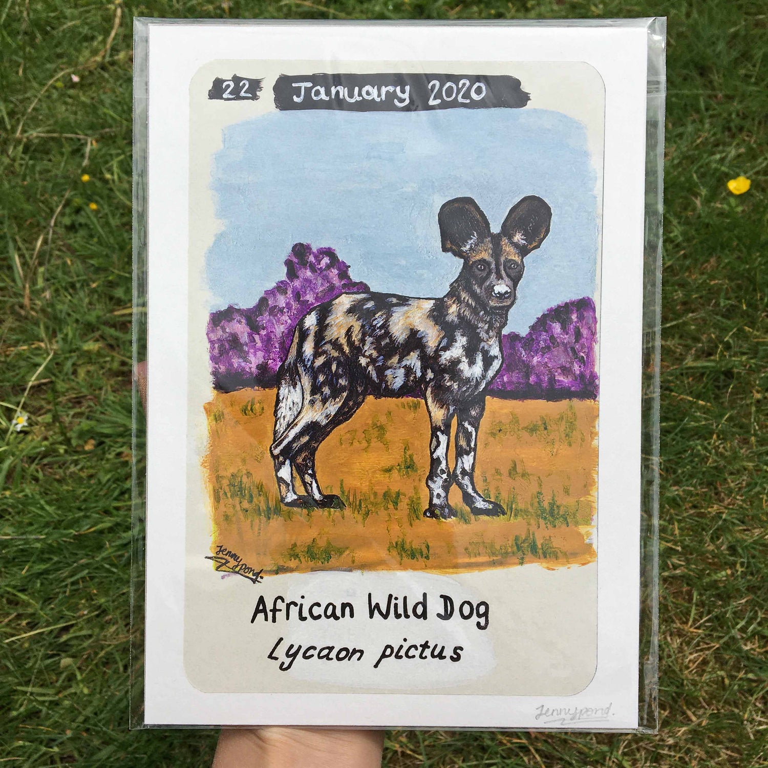 African Wild Dog | Art Print art print JPArtwork Jenny Pond