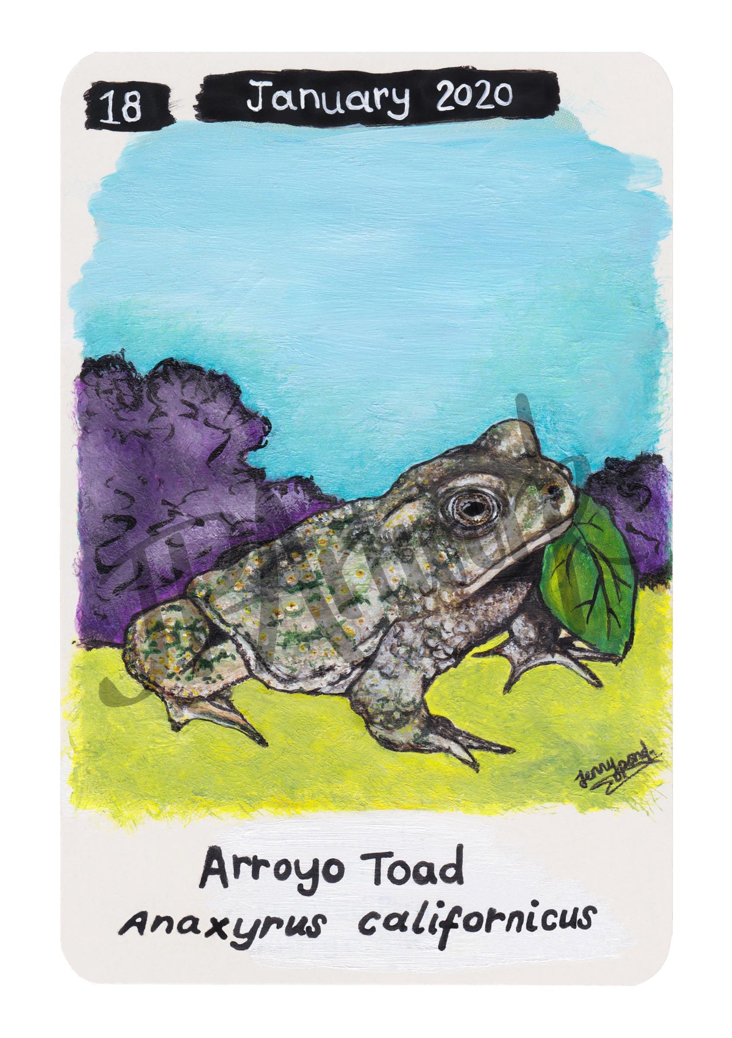 Arroyo Toad Limited Edition A5 Hemp Paper Print by Jenny Pond, JPArtwork