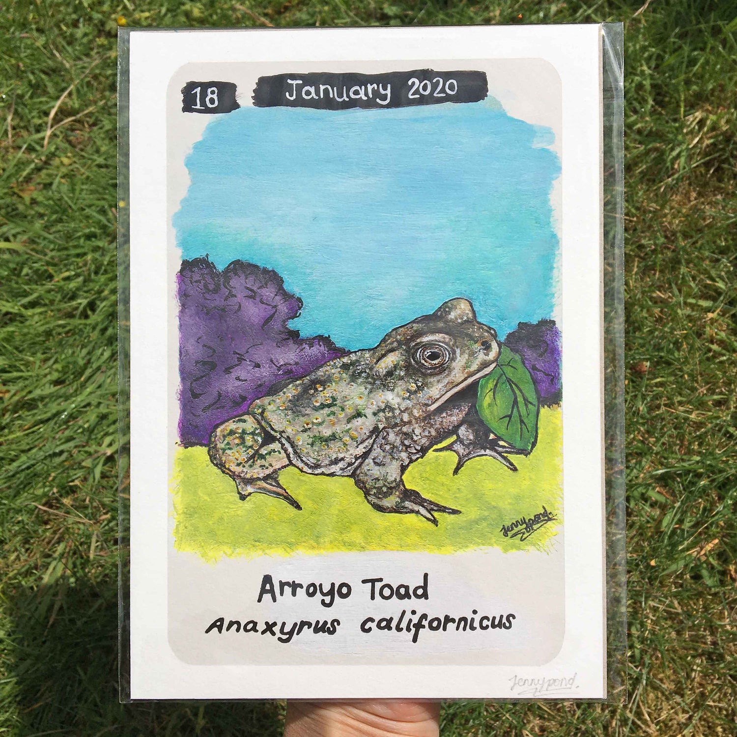Arroyo Toad | Art Print art print JPArtwork Jenny Pond
