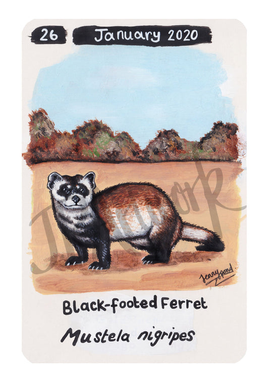 Black-footed Ferret Limited Edition A5 Hemp Paper Print by Jenny Pond, JPArtwork