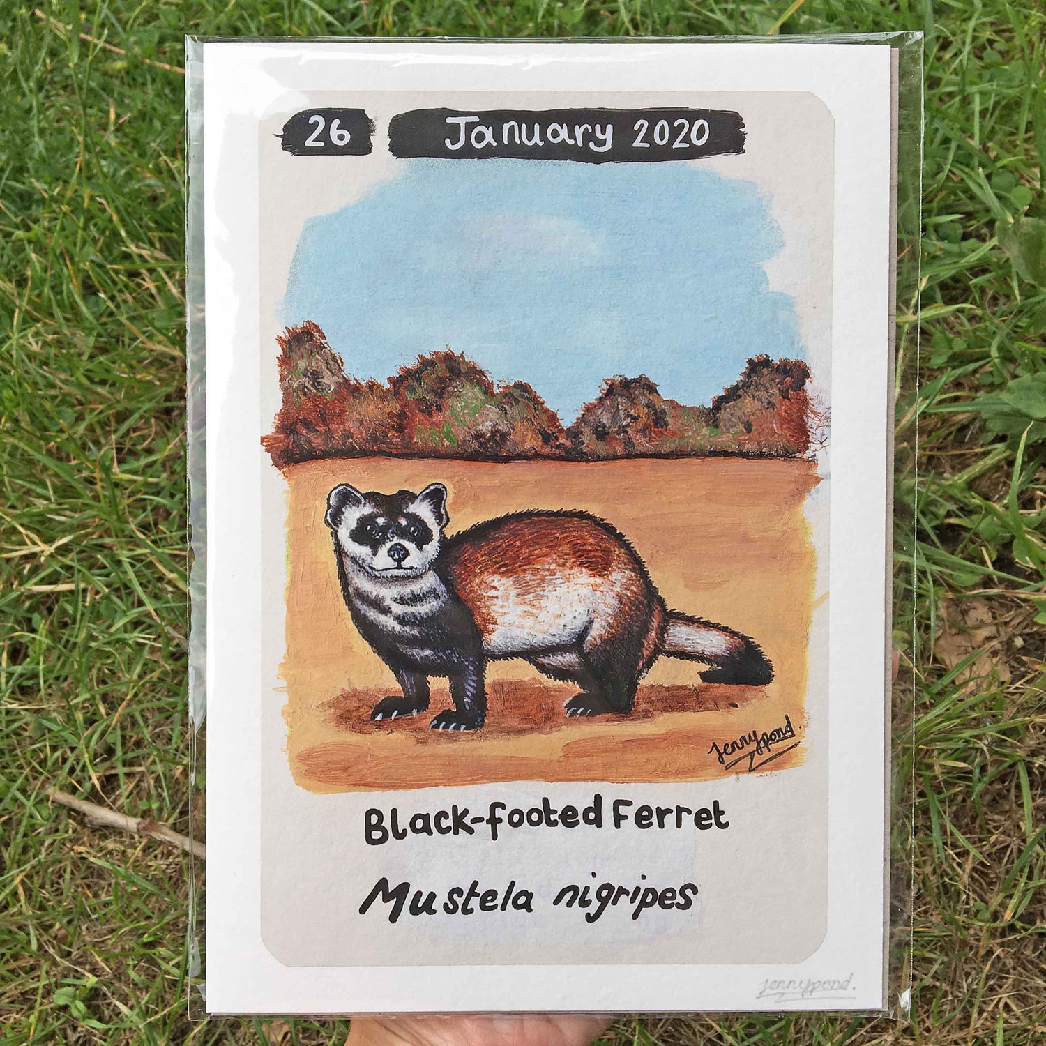 Black-footed Ferret | Art Print art print JPArtwork Jenny Pond