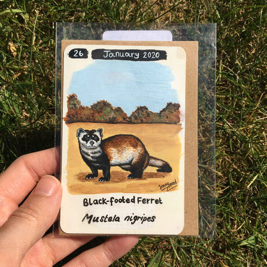 Black-footed Ferret Original Painting by Jenny Pond, JPArtwork