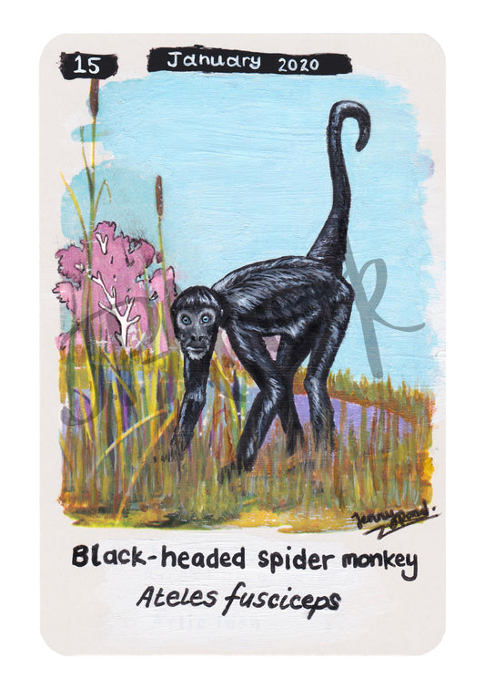 Black Spider Monkey Limited Edition A5 Hemp Paper Print by Jenny Pond, JPArtwork