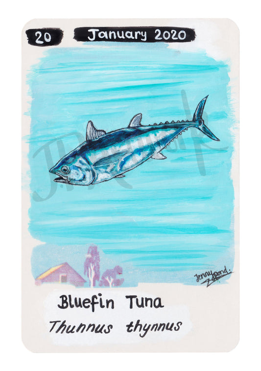Bluefin Tuna Limited Edition A5 Hemp Print Paper by Jenny Pond, JPArtwork
