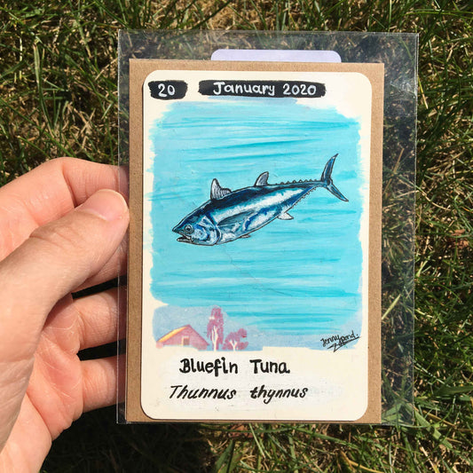Bluefin Tuna Original Painting by Jenny Pond, JPArtwork