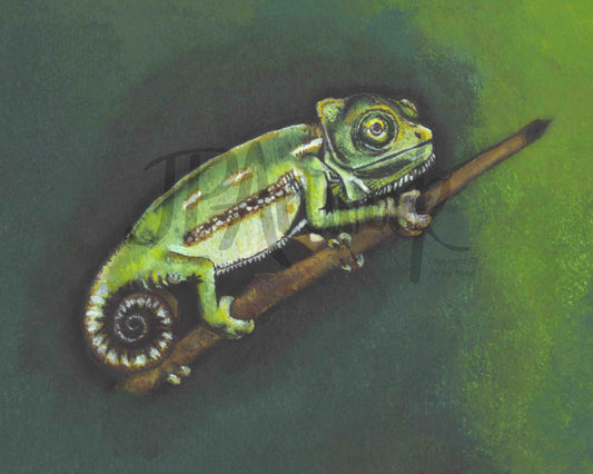 Art Print featuring a Baby Yemen Chameleon on a green background. Artwork by Jenny Pond, JPArtwork