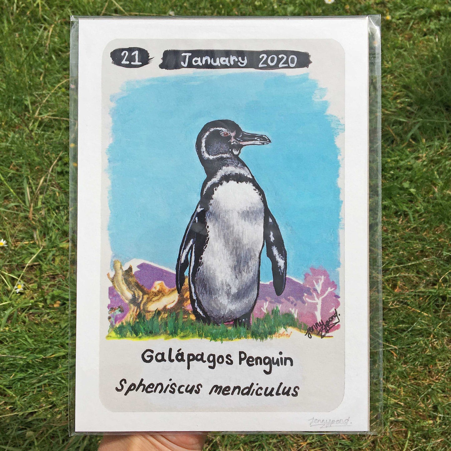 Galápagos Penguin | Art Print art print JPArtwork Jenny Pond