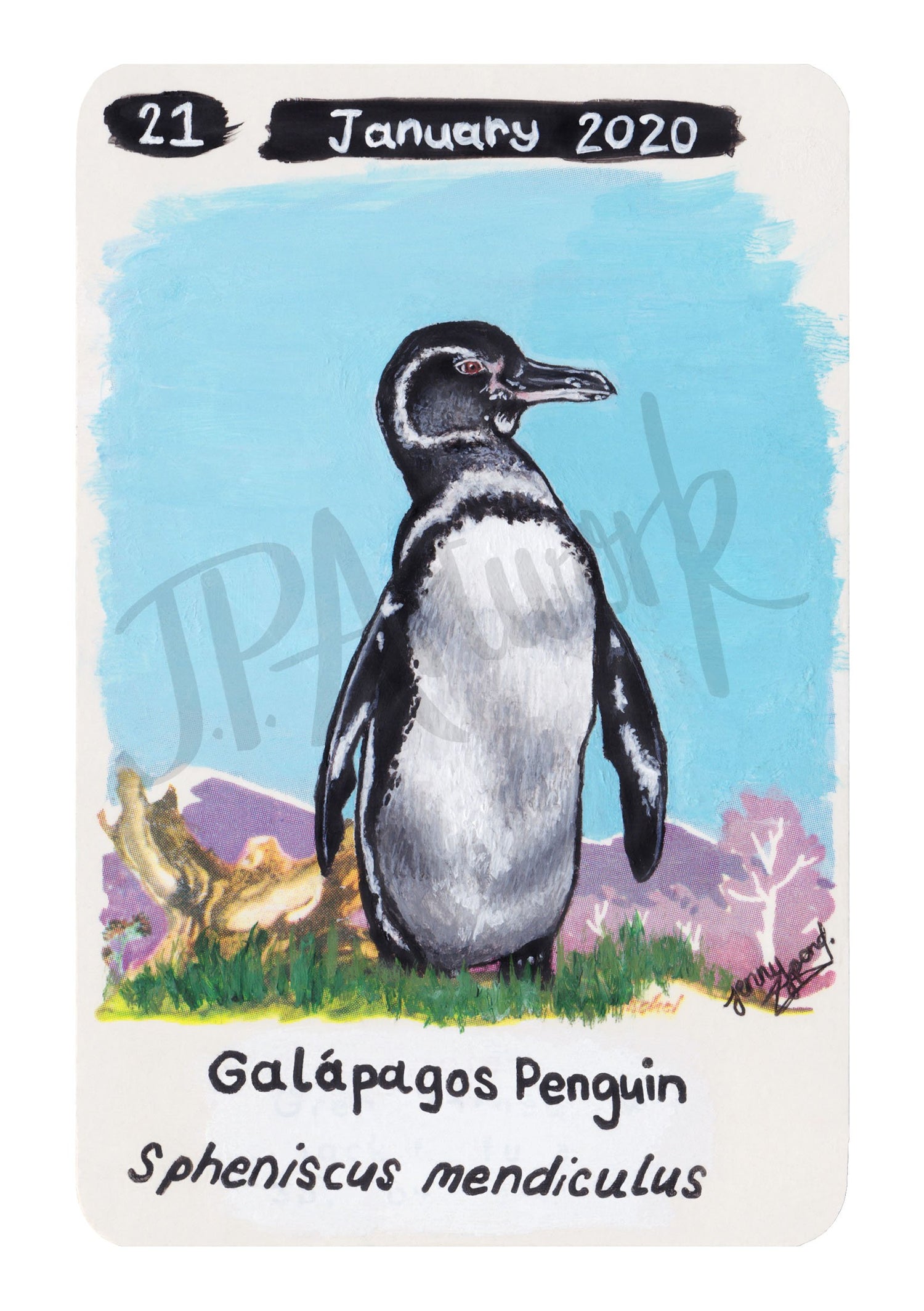 Galápagos Penguin Limited Edition A5 Hemp Paper Print by Jenny Pond, JPArtwork