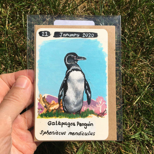 Galápagos Penguin Original Painting by Jenny Pond, JPArtwork