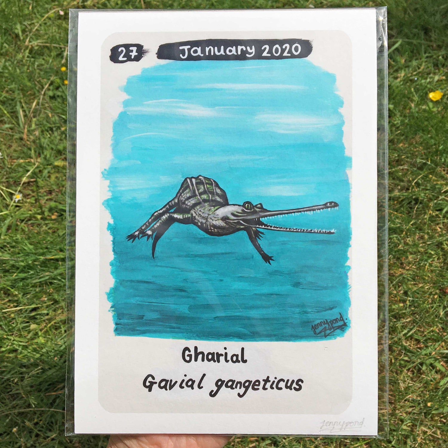 Gharial | Art Print art print JPArtwork Jenny Pond