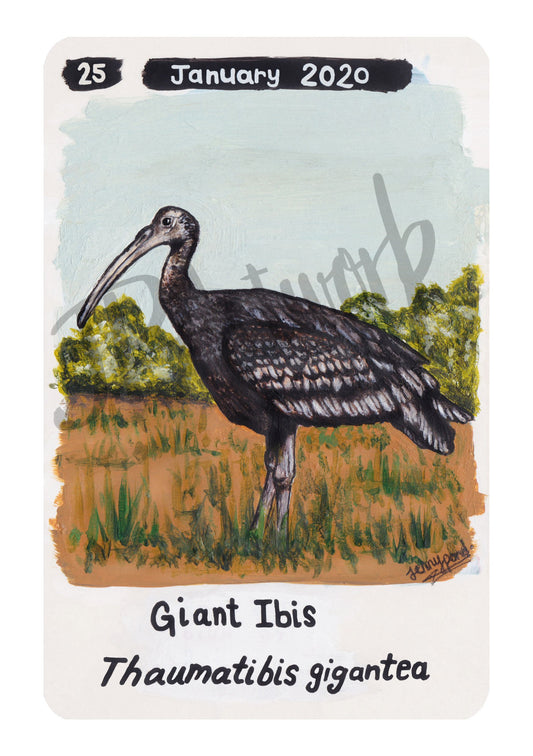 Giant Ibis Limited Edition A5 Hemp Paper Print by Jenny Pond, JPArtwork