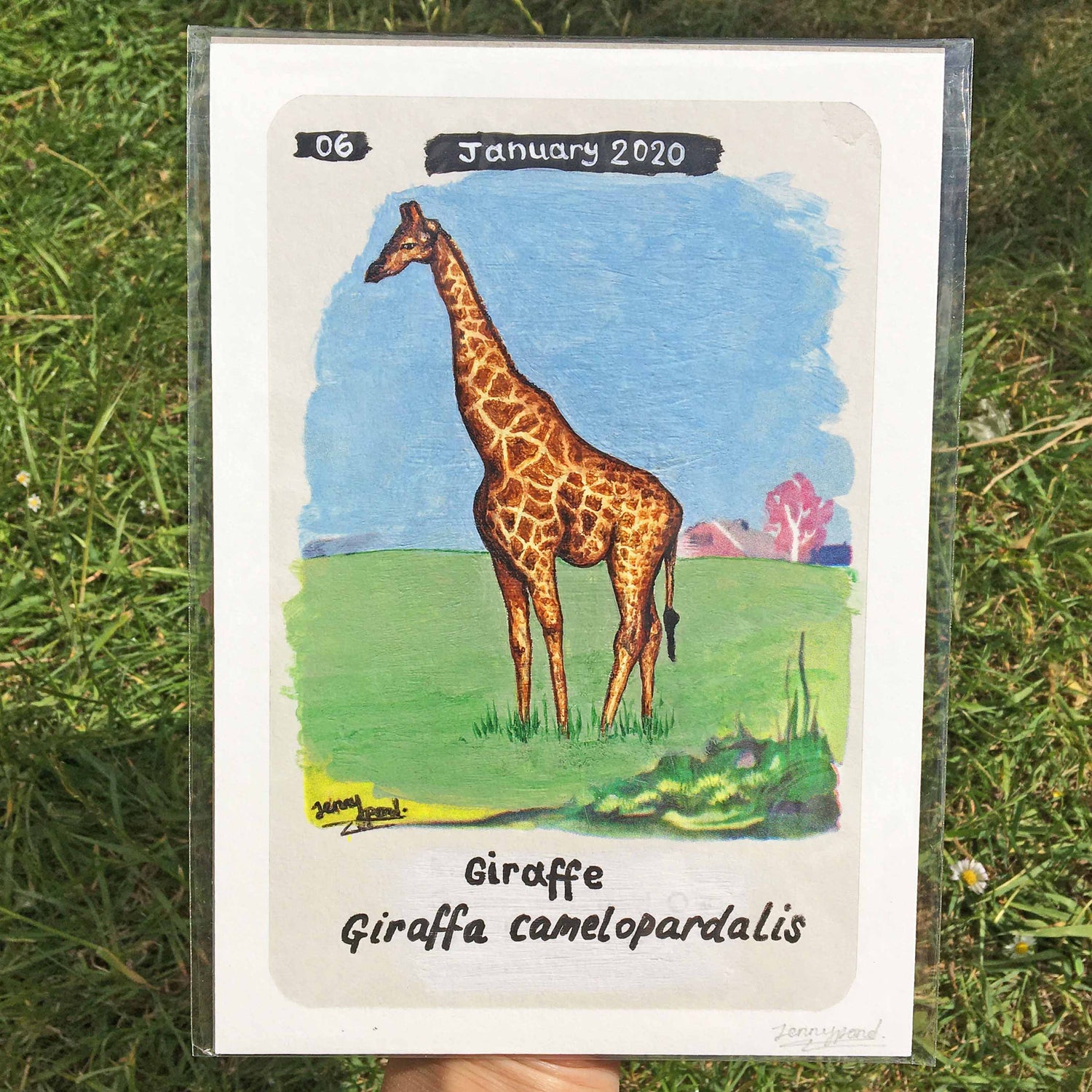 Giraffe | Art Print art print JPArtwork Jenny Pond