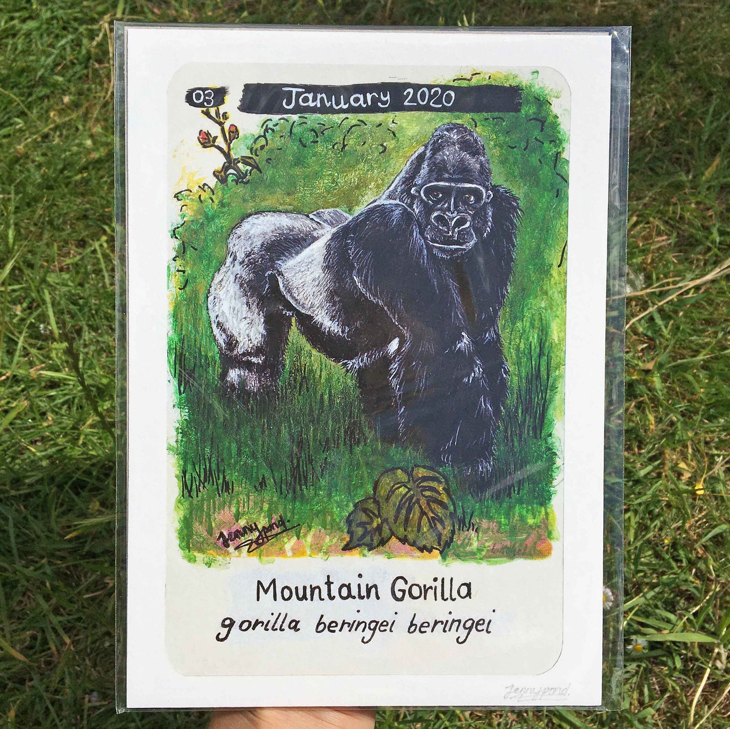 Mountain Gorilla Limited Edition A5 Hemp Paper Print by Jenny Pond, JPArtwork