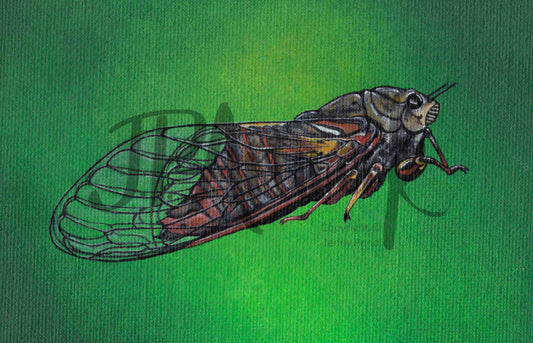 Art Print featuring a New Forest Cicada on a green background. Artwork by Jenny Pond, JPArtwork