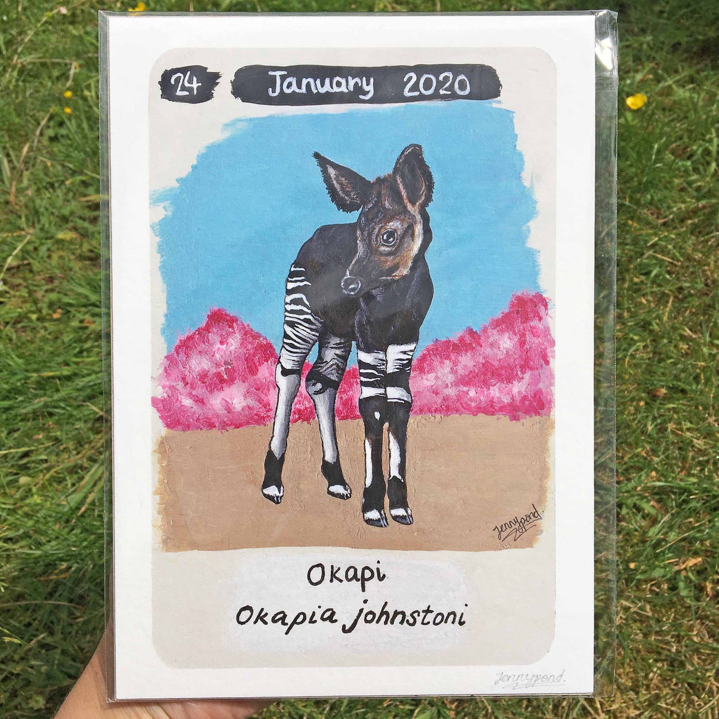 Okapi | Art Print art print JPArtwork Jenny Pond