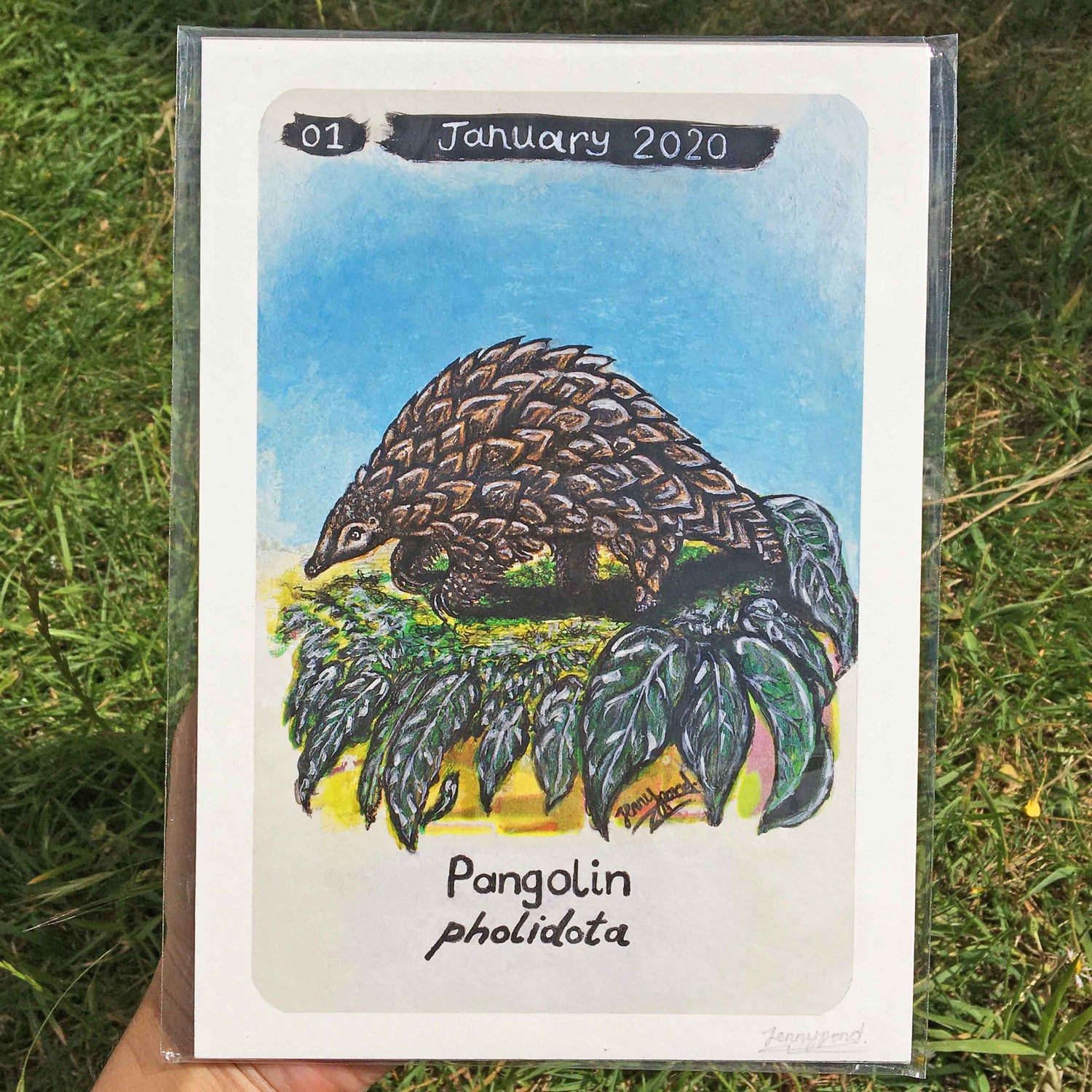 Pangolin | Art Print art print JPArtwork Jenny Pond