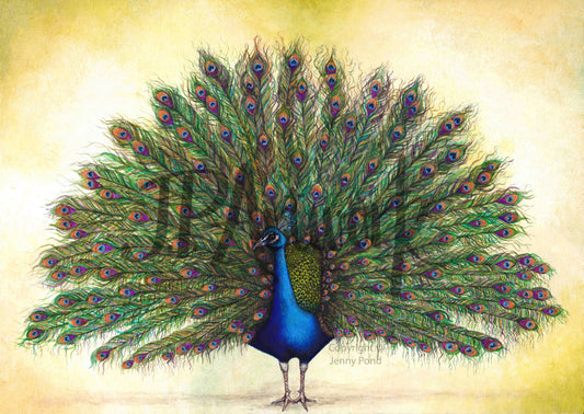 Art Print featuring a Peacock with its feathers on display on a yellow background. Artwork by Jenny Pond, JPArtwork