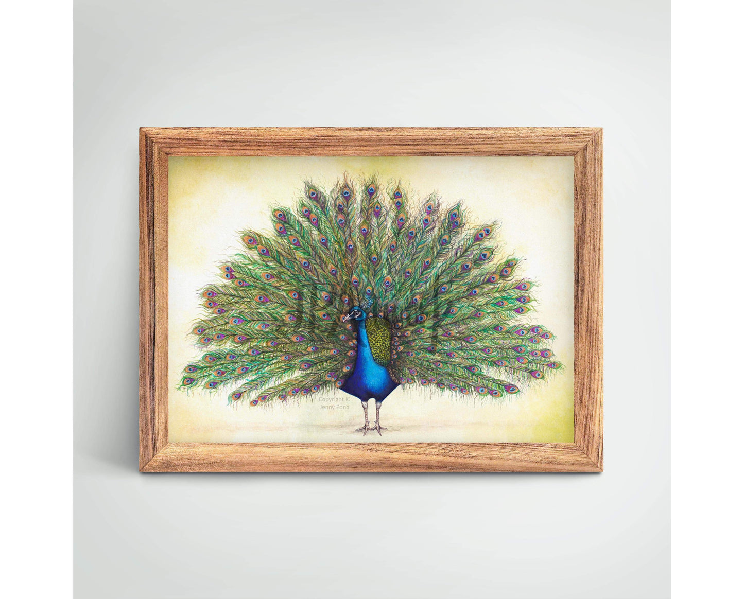 'Peacock' | Art Print art print JPArtwork Jenny Pond