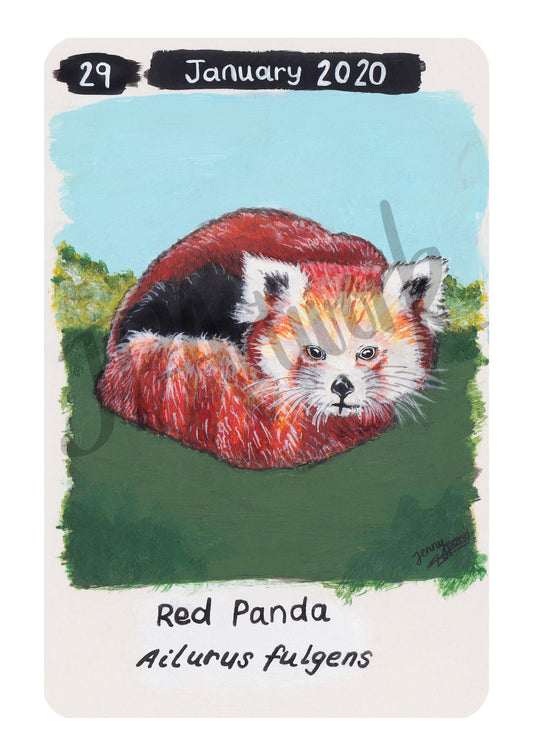 Red Panda Limited Edition A5 Hemp Paper Print by Jenny Pond, JPArtwork