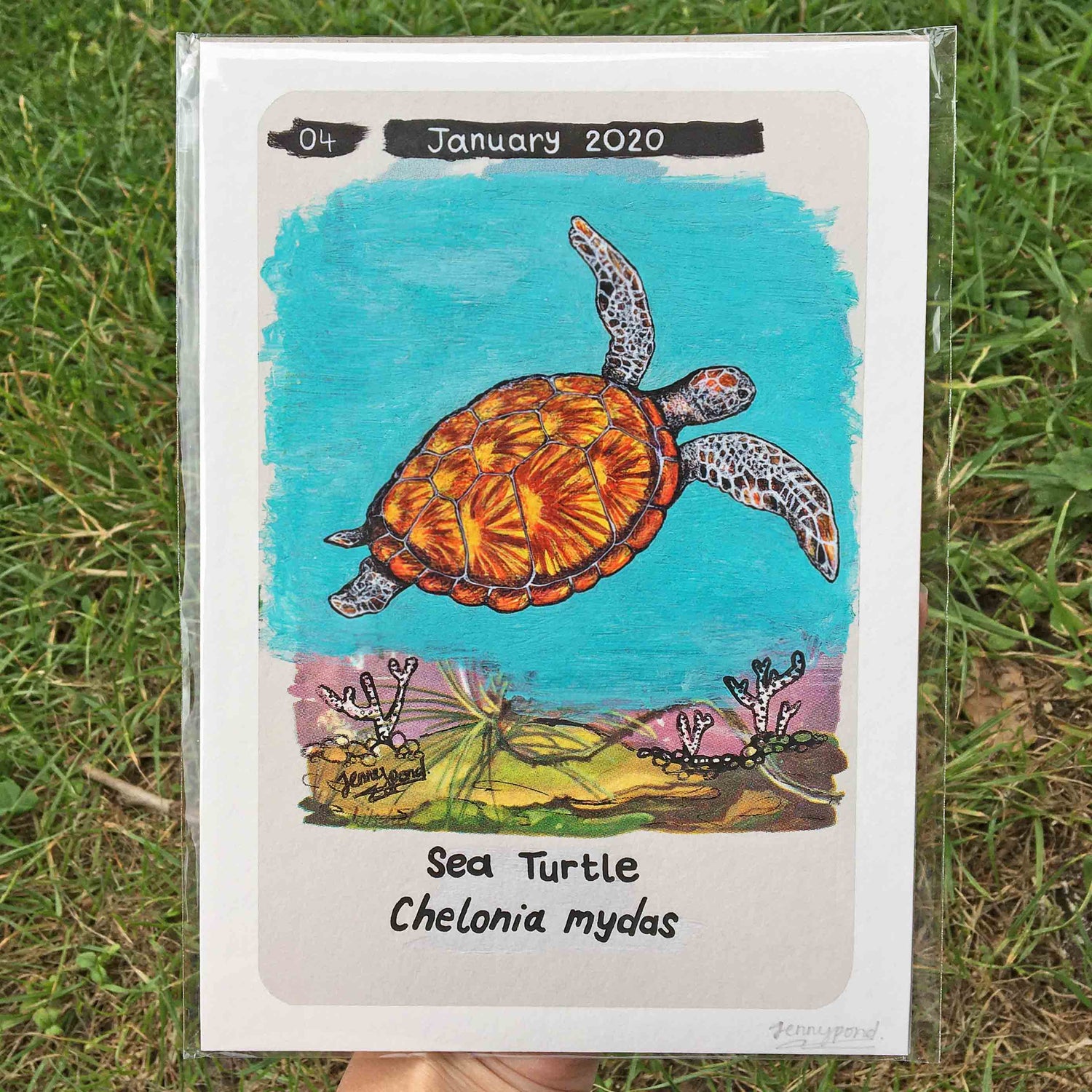 Sea Turtle | Art Print art print JPArtwork Jenny Pond