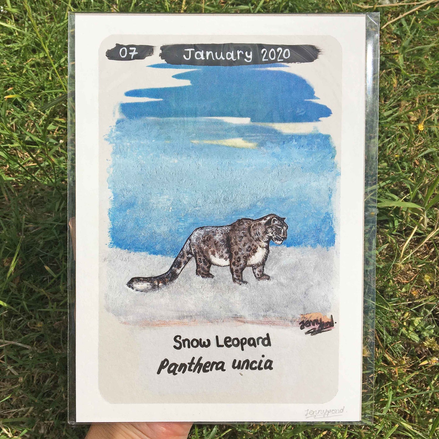 Snow Leopard | Art Print art print JPArtwork Jenny Pond
