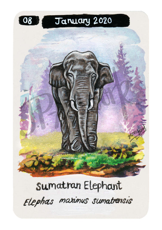 Sumatran Elephant A5 Limited Edition Print on Hemp Paper Print by Jenny Pond, JPArtwork