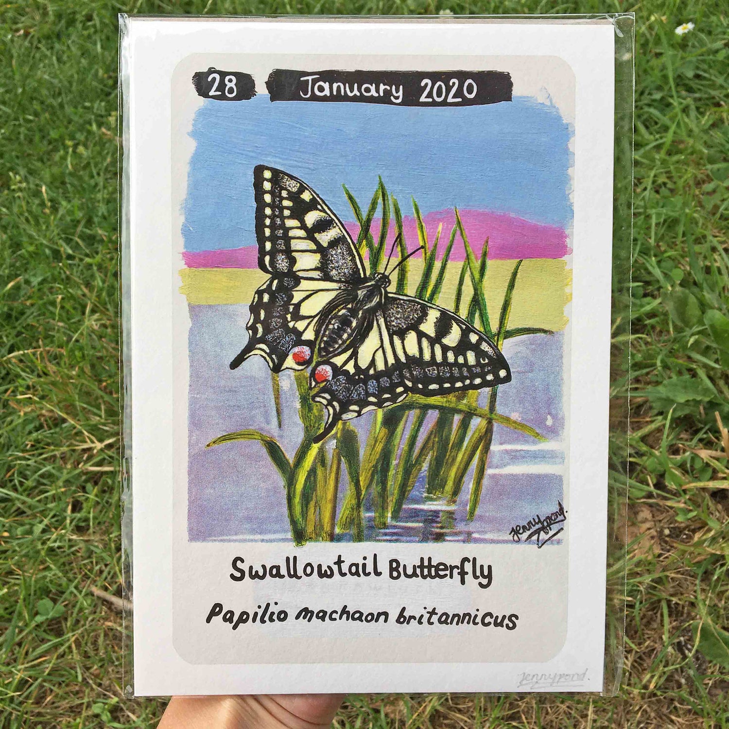 Swallowtail Butterfly Limited Edition A5 Hemp Paper Print by Jenny Pond, JPArtwork