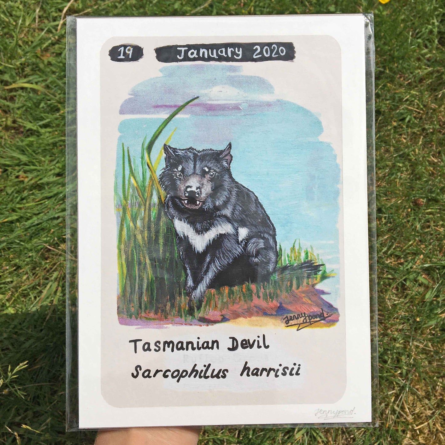 Tasmanian Devil | Art Print art print JPArtwork Jenny Pond