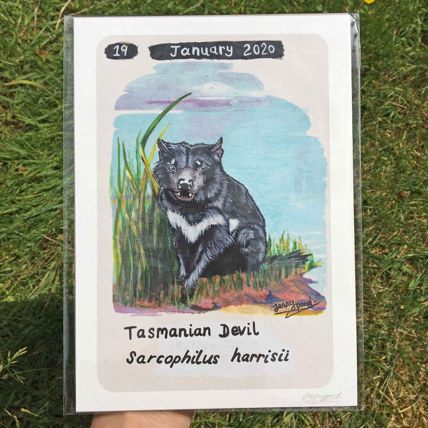 Tasmanian Devil | Art Print art print JPArtwork Jenny Pond
