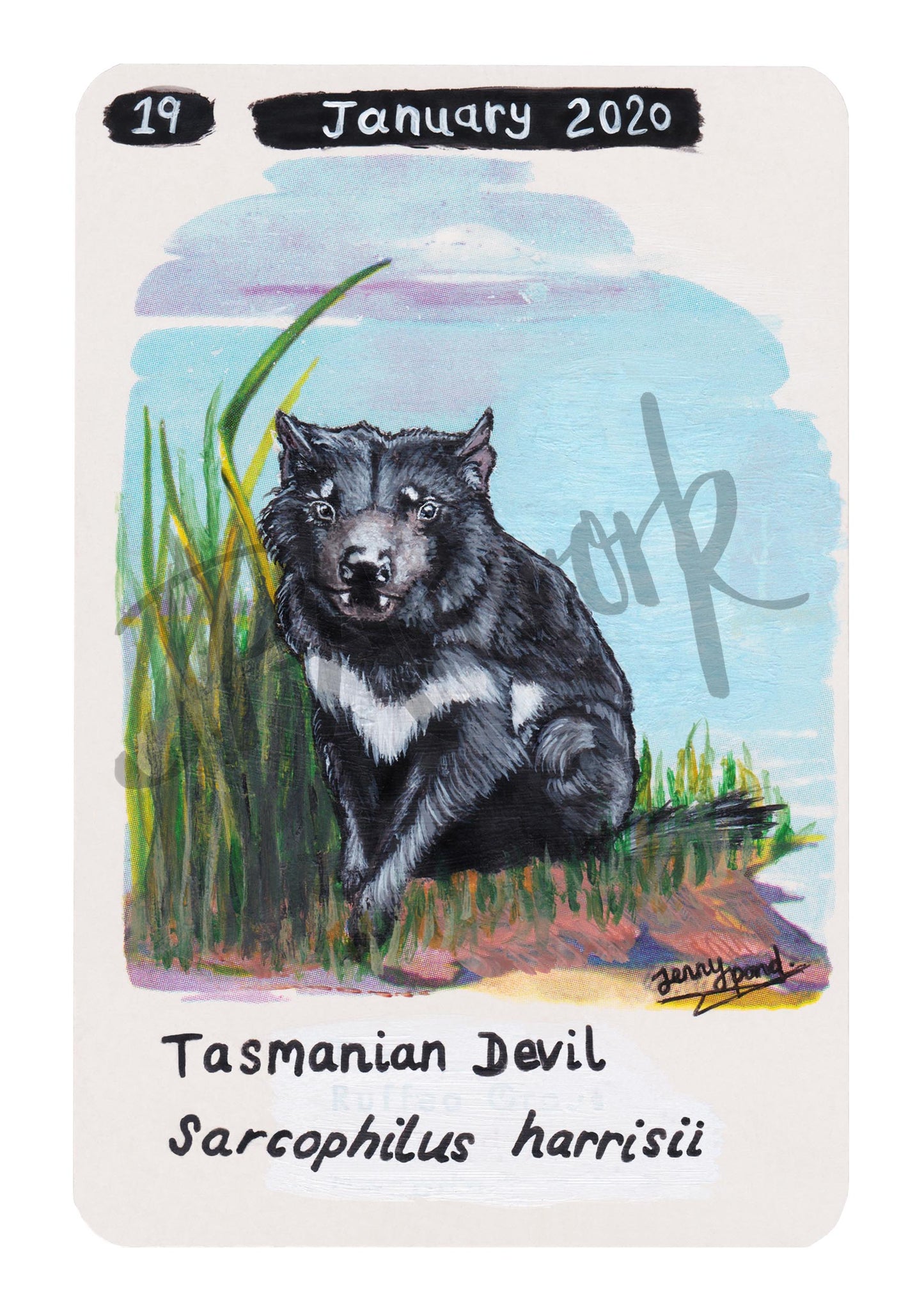 Tasmanian Devil Limited Edition A5 Hemp Paper Print by Jenny Pond, JPArtwork
