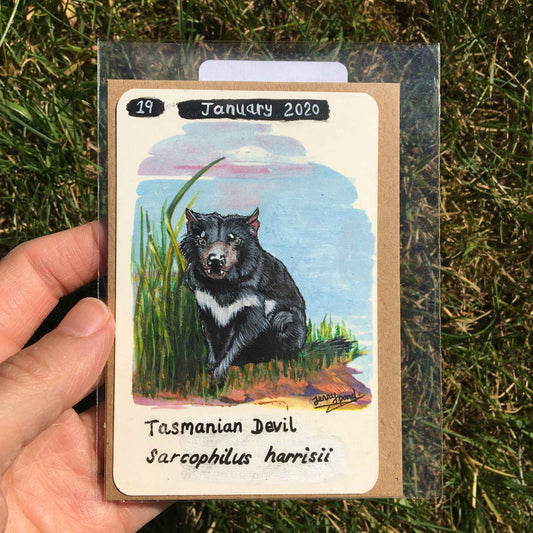 Tasmanian Devil Original Painting by Jenny Pond, JPArtwork