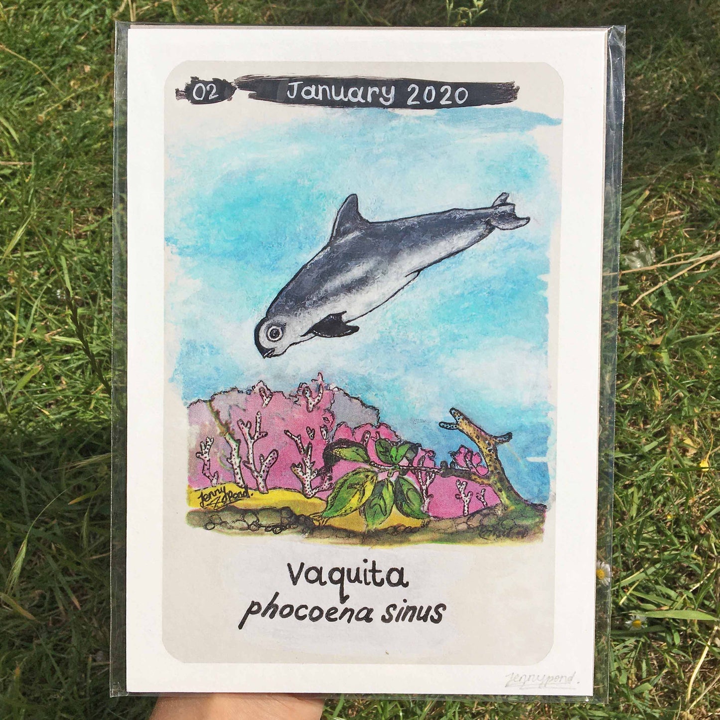 Vaquita | Art Print art print JPArtwork Jenny Pond