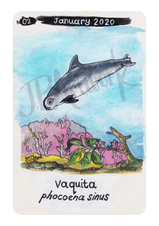 Vaquita Limited Edition A5 Hemp Paper Print by Jenny Pond, JPArtwork