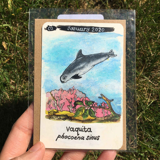 Vaquita Original Painting by Jenny Pond, JPArtwork