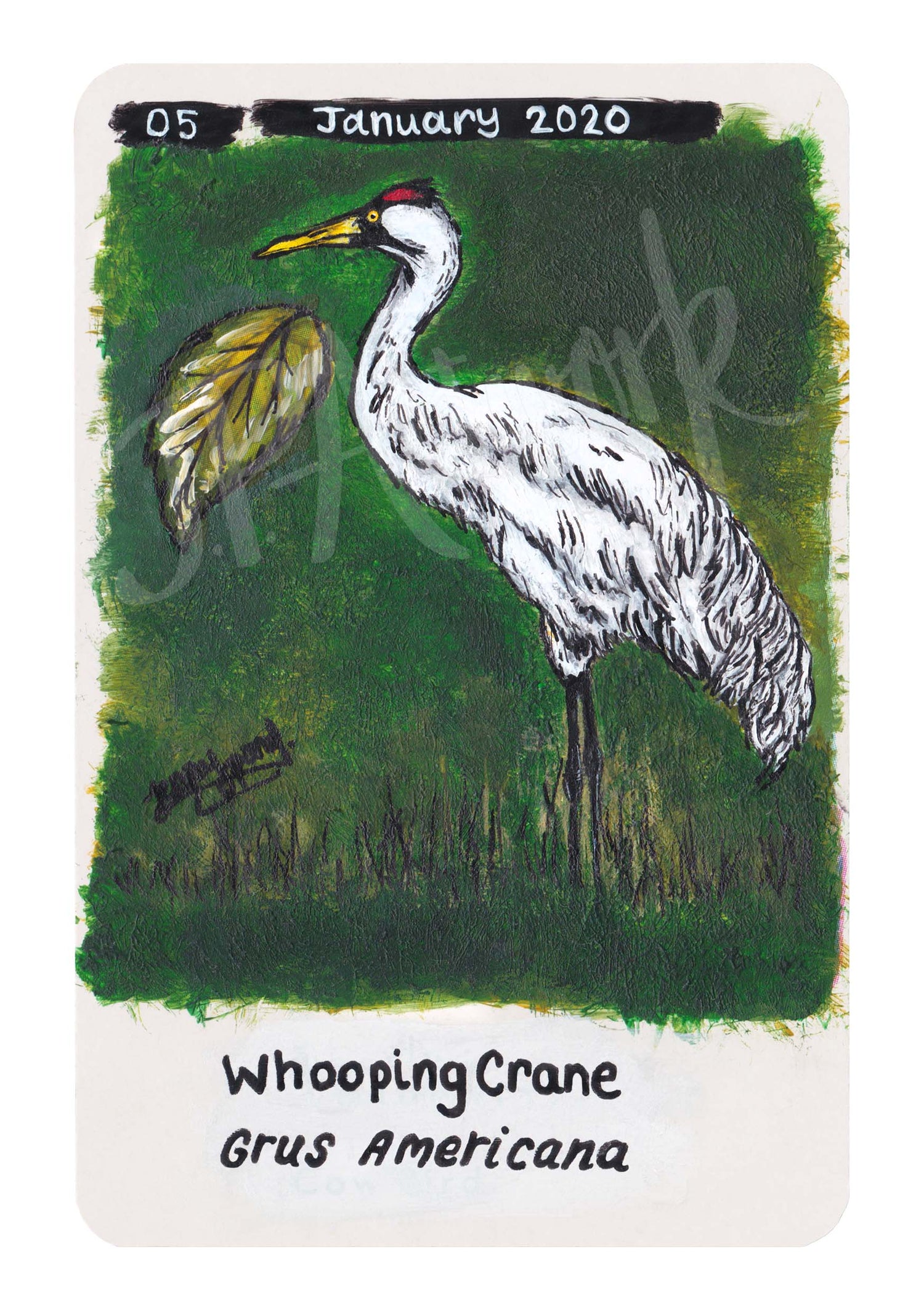 Whooping Crane Limited Edition A5 Hemp Paper Print by Jenny Pond, JPArtwork