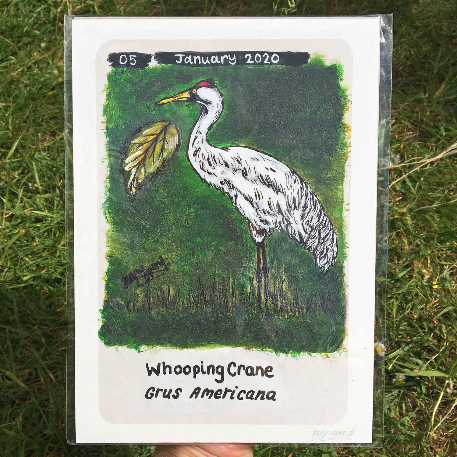 Whooping Crane | Art Print art print JPArtwork Jenny Pond