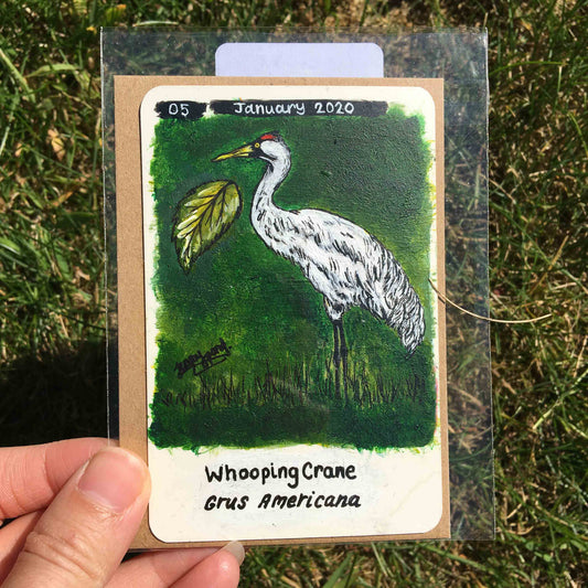 Whooping Crane Original Painting by Jenny Pond, JPArtwork
